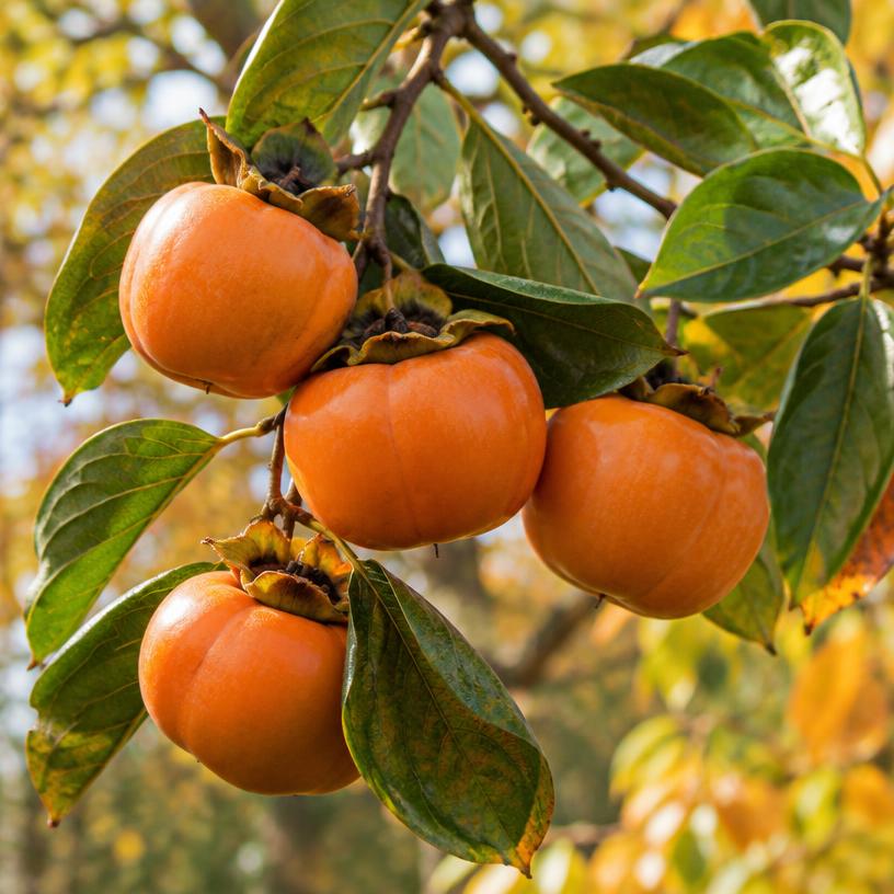 Persimmon growing in a garden (AI-generated illustration)