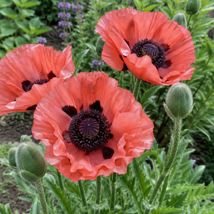 Oriental Poppy growing in a garden (AI-generated illustration)