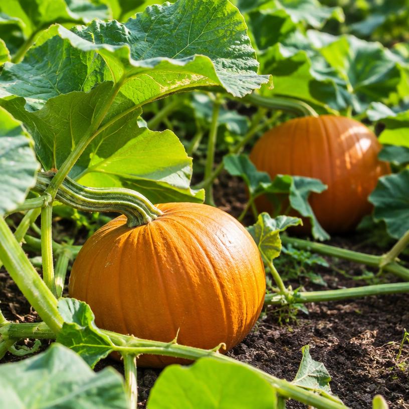 Pumpkin growing in a garden (AI-generated illustration)