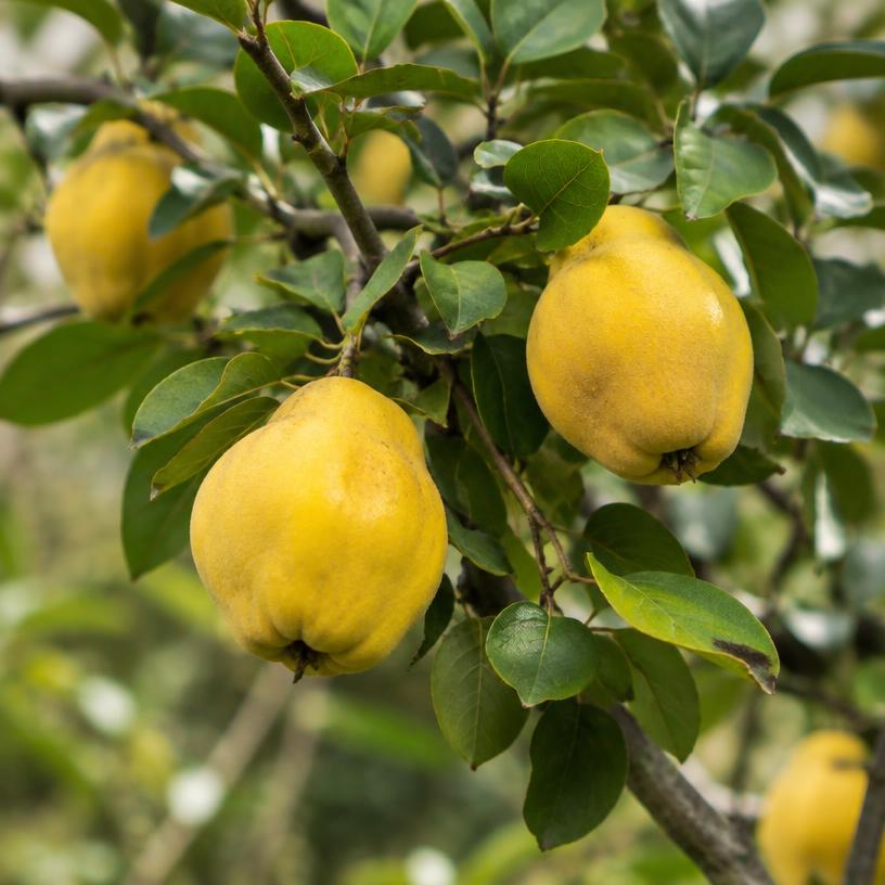 Quince growing in a garden (AI-generated illustration)