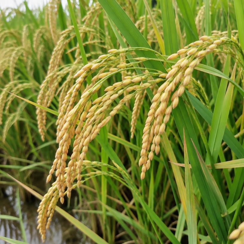 Rice growing in a garden (AI-generated illustration)