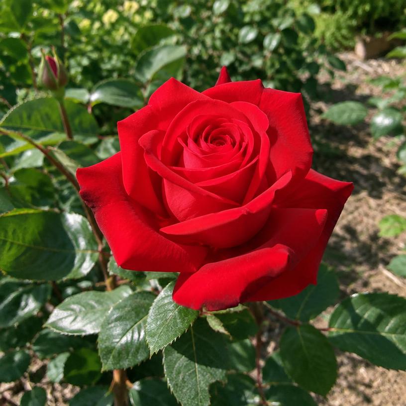 Rose growing in a garden (AI-generated illustration)