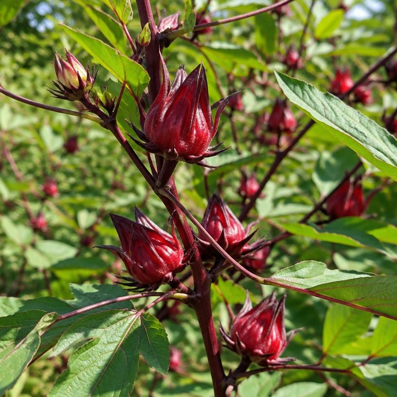 Roselle growing in a garden (AI-generated illustration)