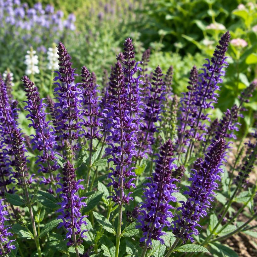 Salvia growing in a garden (AI-generated illustration)