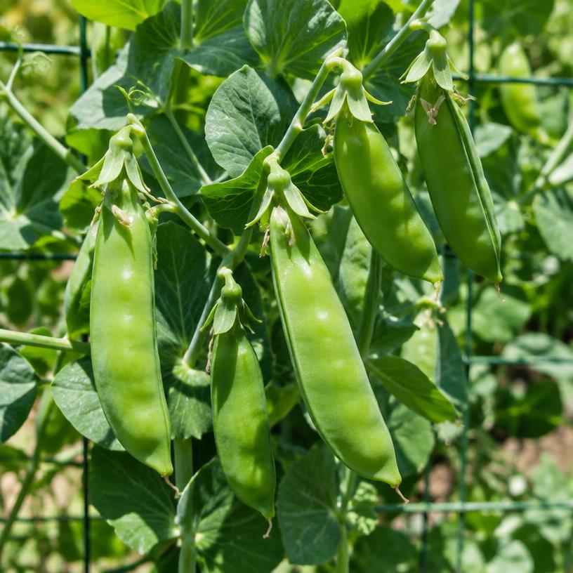 Snap Pea growing in a garden (AI-generated illustration)