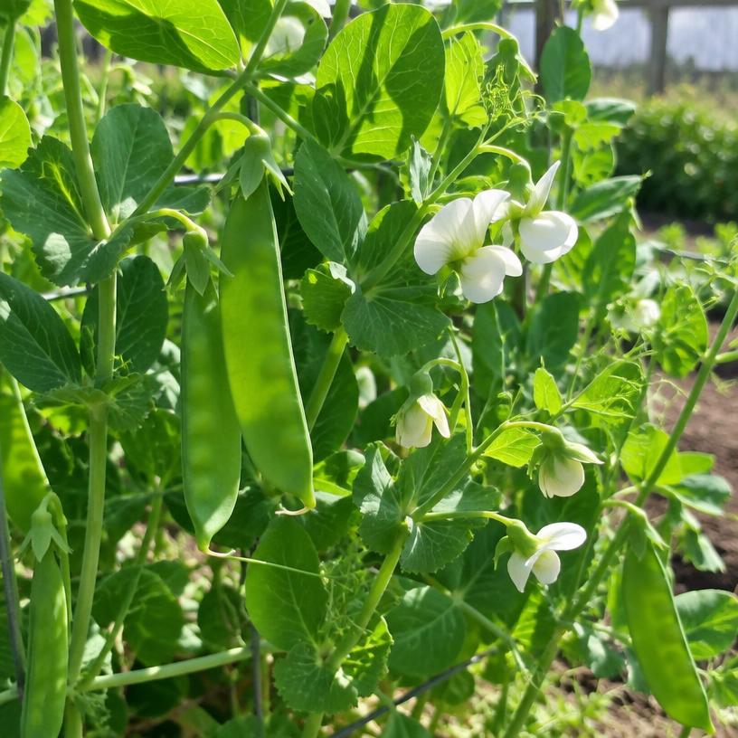 Snow Pea growing in a garden (AI-generated illustration)
