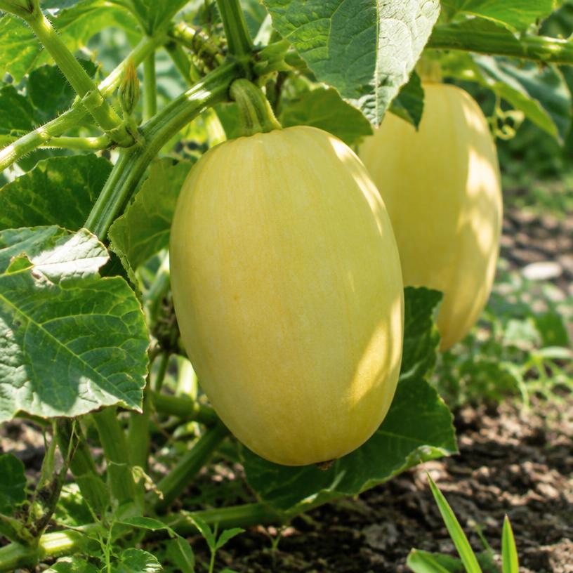 Spaghetti Squash growing in a garden (AI-generated illustration)