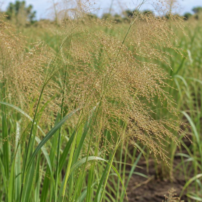 Teff growing in a garden (AI-generated illustration)