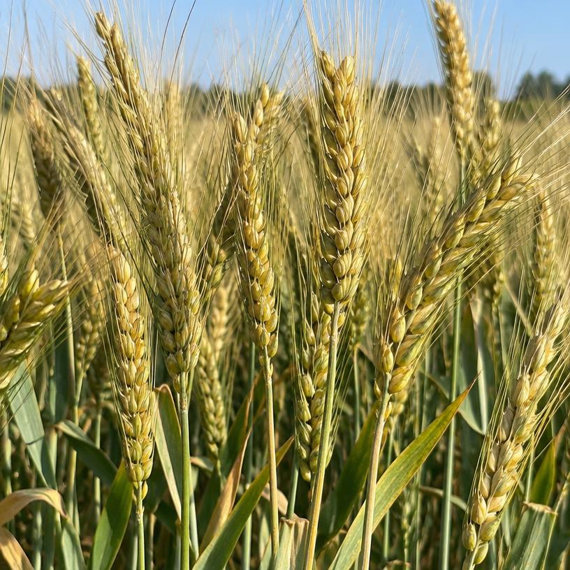 Triticale growing in a garden (AI-generated illustration)