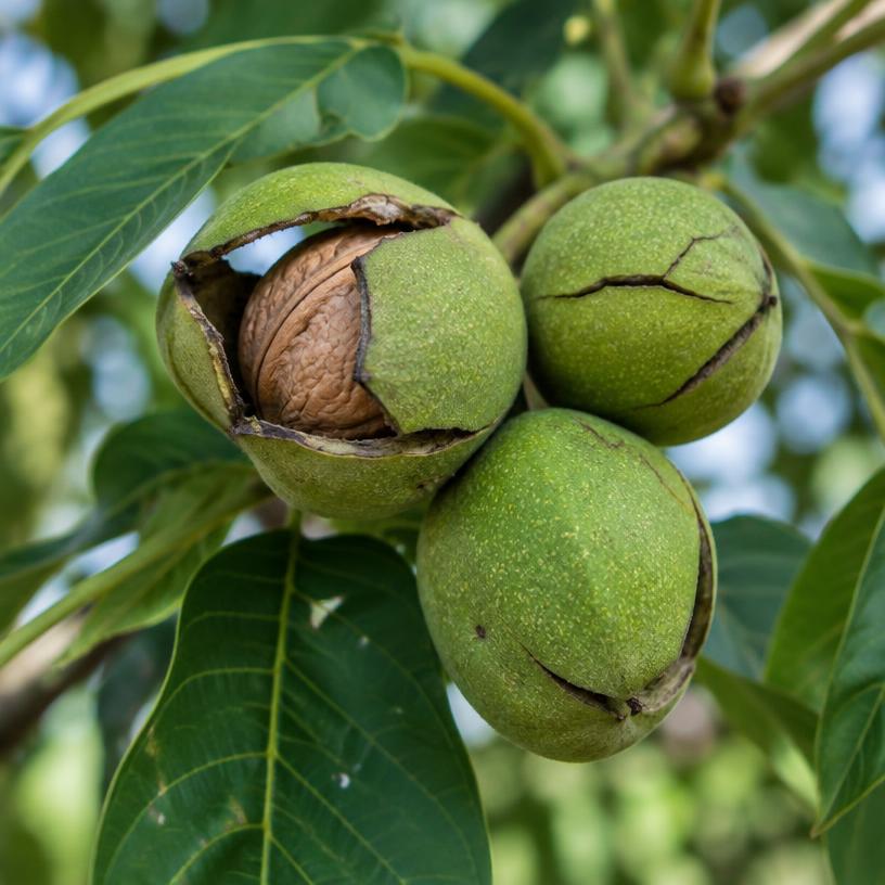 Walnut growing in a garden (AI-generated illustration)